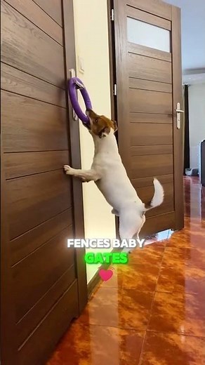 4 Reasons You Must Know Before Owning a Jack Russell Terrier 🐶 | Dog Owner Tips