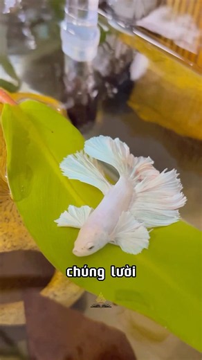 Can Fish Sleep on Leaves? 😲 | General Academy