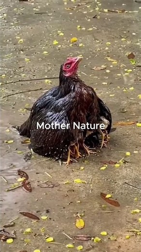 Nature's ultimate shield #shorts #mothernature #animallovers #amazingnature