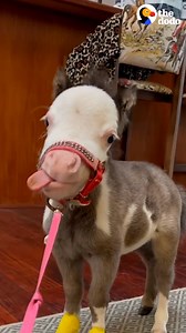 World's tiniest horse tries to follow his dad to work every day — and sits on his lap at the dinner table ❤️ | Little But Fierce by The Dodo