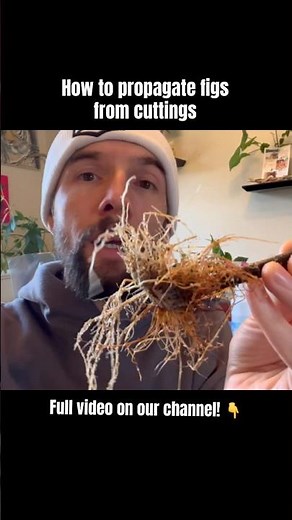How to propagate figs from cuttings