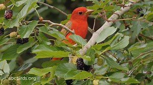 Do Summer Tanagers like coffee? Read more from Scott Weidensaul on why that might not be as far-fetched as you think: http://abcbirds.org/northern-climes-to-nicaragua-long-distance-migrants-on-shade-coffee-farms/ | American Bird Conservancy