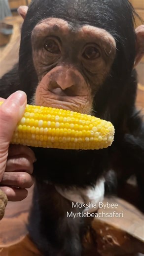 #adorable #baby #chimp #eating #corn #babychimp