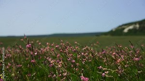 Sainfoin field a grazing forage crop, Pink flowers of sainfoin on a field. Smart agriculture eco farming