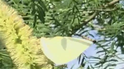 Sulphur butterflies currently  migrating through the Coastal Bend
