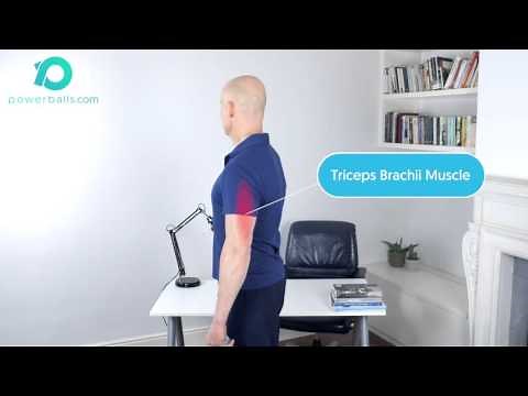 Exercise The Shoulder Extensors