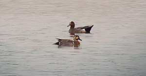 Baikal Teal, Kilnsea Wetlands 23rd May 2019