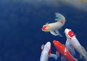 Knowing The Difference In Between A Goldfish And Types Of Koi Fish