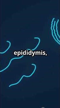 ❗ You Won’t Believe How Sperms Are Made – Full Process Revealed!#subscribe #shorts