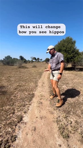 This is a hippo highway! And the speed limit is higher than you’d think! Hippos are surprisingly fast when on land, just another reason not to mess with them! Out Here : We Live 🐾 #bushwisefieldguides #safariguides #fieldguidetraining | Bushwise