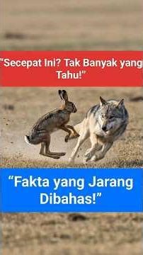 “You Won’t Believe How Fast This Rabbit Escapes a Wolf”