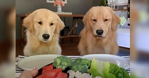 Dogs earn 35M views for their funny fruit and veggie taste test