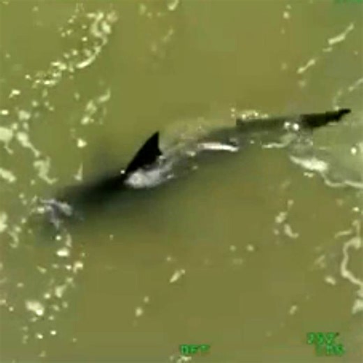 Hurricane Beryl making sharks more aggressive: https://bit.ly/3WdyLWd Dr. Kesley Banks, Research Scientist at the Harte Research Institute at Texas A&M University-Corpus Christi, talks to our Robert Price about the shark attacks along the Texas Coast. | News 4 San Antonio