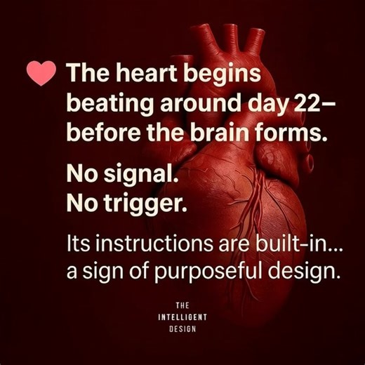 THE INTELLIGENT DESIGN | The Intelligent Design