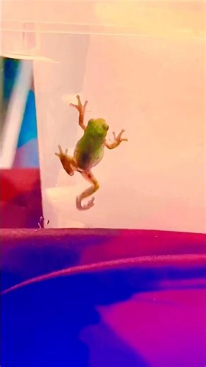 Cute Tiny Frogs 🐸 Exploring and Climbing Adventure