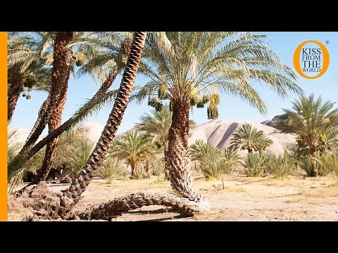 China Ranch date farm: an oasis of date palm trees in the Mojave Desert