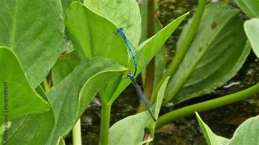 Blue Azure damselflies mating before laying eggs underwater which is part of the damselfly sex reproduction life cycle in the insect nature ecosystem, wildlife nature stock video footage clip
