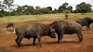 Wild Life Animals Documentary