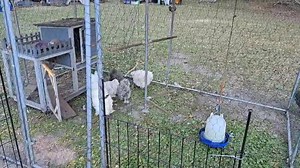 Moving Day Part 1 - The Silkies, Cochin Frizzle, and Satin Silkies (aka petting zoo superstars) got to move to a sunnier, grassier spot on the 'stead. They appreciate the simple joys in life! | Sheehan Homestead