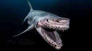 48K views · 1K reactions | Real Deep Sea Predators Caught on Camera – Unbelievable Footage #deepsea #ocean #marinelife | Most Amazing ELITE | Facebook