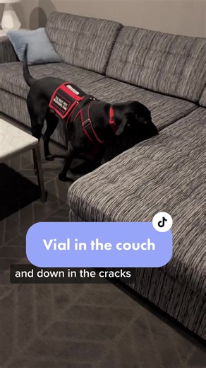 Bed Bug Detection with Labrador Retriever