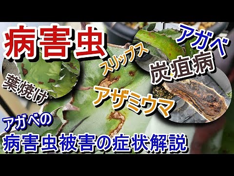 【病害虫】アガベの病気・害虫、アザミウマ(スリップス)・炭そ病・葉焼けなどの症状解説。注意しましょう・・・【Agave】【園芸】