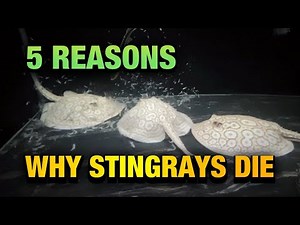 FRESHWATER STINGRAY CARE PART 2 - WHY THEY DIE