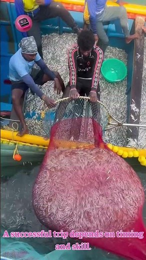 ANCHOVY HARVEST BRINGS MASSIVE CATCH at Sea #Fishing #SeaHarvest #OceanLife