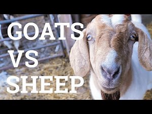 Goats vs Sheep Which Is Better For Your Backyard?