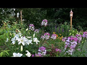 Evening Garden Tour with Garden Answer Lilies // Cut Flower Garden Tour // Northlawn Flower Farm