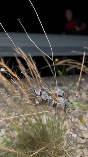 Easily my favorite Grey-banded Kingsnake I’ve found. This species is definitely becoming one of my favorite in the US! . . #Snakes #reptiles #animals #herping #funny #herpetology #animals | Aiden Adams