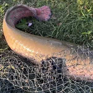 8.5M views · 72K reactions | Amazing Cast Net Fishing Skills For River Monsters Arapaima | Survival with Emma | Facebook