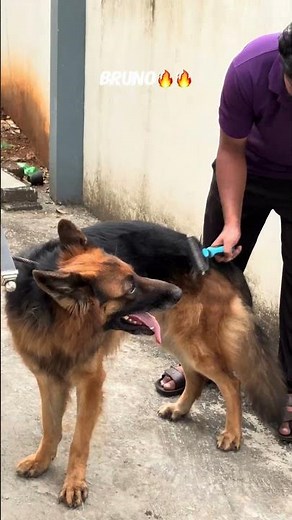home grooming service 9946921576