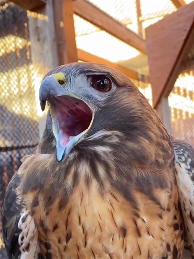 Discover Amazing Bird Sounds in Nature