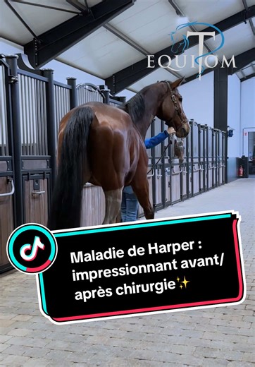 Avant/après maladie de Harper Ce cheval a été référé à Equitom Namur suite à la maladie de Harper. 🔍La maladie de Harper se traduit par une flexion exagérée du membre lors de l’avancée du pied. Contrairement aux formes bilatérales liées à des toxines végétales, ce cas était unilatéral, avec plusieurs causes possibles comme une douleur, un traumatisme des extenseurs ou une cicatrice au niveau du jarret. À ne pas confondre avec le “Shivering”, une affection différente aux signes parfois similaire