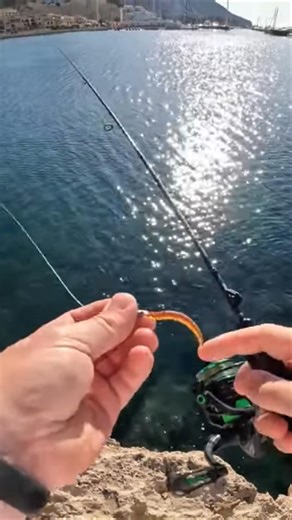 The best rod, Microbite. #rod #fishing #thebest #rockfishing