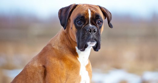 Le boxer : origine, taille et caractère
