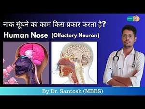 How do we sense smell? Function of nose by Olfactory neurons | Dr. Santosh