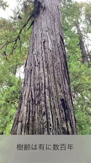 レッドウッドの森