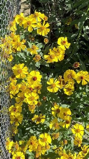 HELENIUM FLOWERS|DANCE #shortsviral #helenium #flowers #gardening #gardenseeds