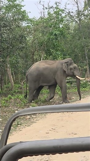 tusker gusse me #ytshorts #trending #animals #foryou