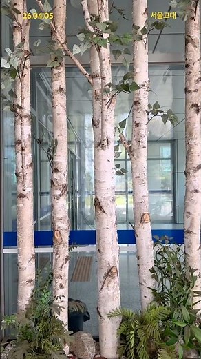 [SNUE-P807]🏕️자일리톨 껌과 신라 천마도의 공통점은? #자작나무 #birch #생물관찰 #자작나무숲 #조경수 #영상도감 #생물다양성 #xylitol #서울교대