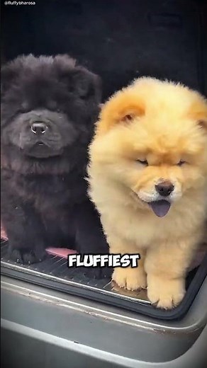 fun facts about chow chow dogs #ChowChow #FluffyDogs #LionDogs #AncientBreeds #DogLovers