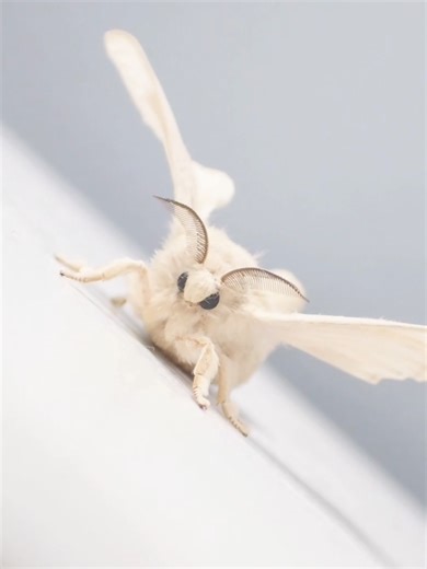 Discover the Cutest Silkworms: Your Guide to Raising Them