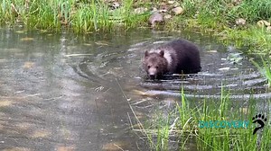 Bos learned it is not a good idea to pet a porcupine😳 Share the video with anyone that may need a little joy in their life🧸 Also let us know! Do you enjoy the long videos, or would you like to see shorter clips? 🧐 | Discovery Wildlife Park