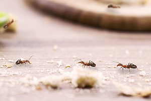 Des fourmis partout dans la maison ? Découvrez ces 10 astuces naturelles et efficaces pour les éliminer