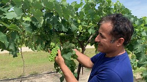 Florida wine on the rise: UF scientists bringing more grapes to the Sunshine State