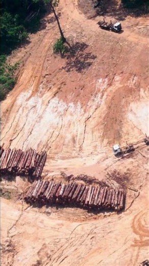 The Amazon's Final 3% Could Change Everything #ClimateEmergency #AmazonRainforest