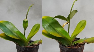 Unlocking the Secrets Orchid Sprouting Tips | Great DIY Idea