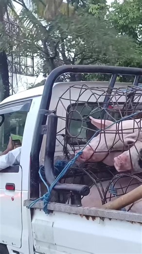 トラックと豚の運命を考える